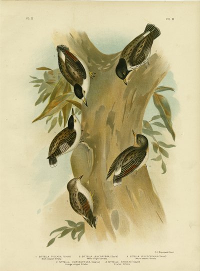 Black-Capped Sittella by Gracius Broinowski